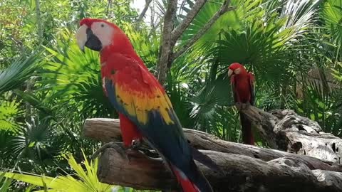Macaw Parrot
