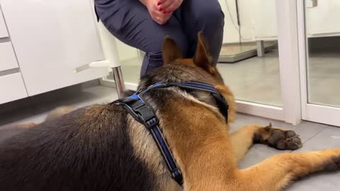 Funny German Shepherd Reaction to a Visit to the Vet!