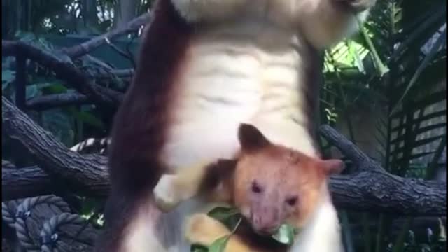 I've never been able to figure out what this animal is. It has a pocket like a kangaroo