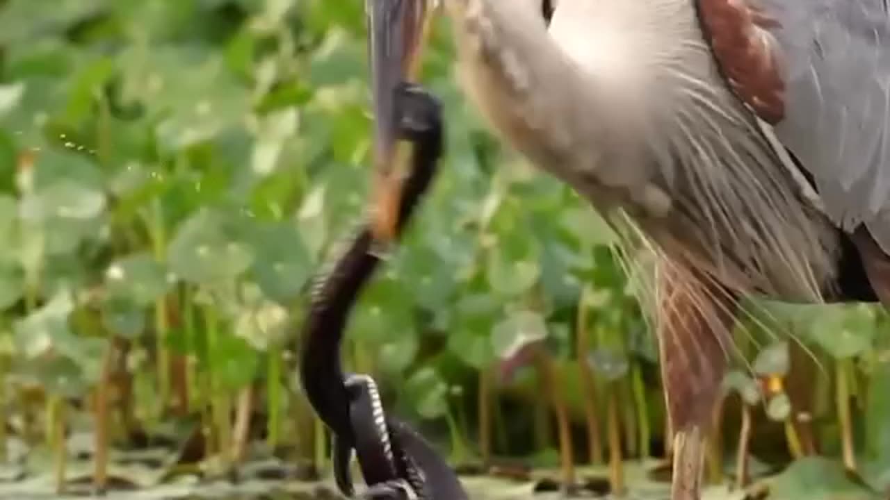 Herons catching snacks 🦩🐍 #herons #birds #snacks