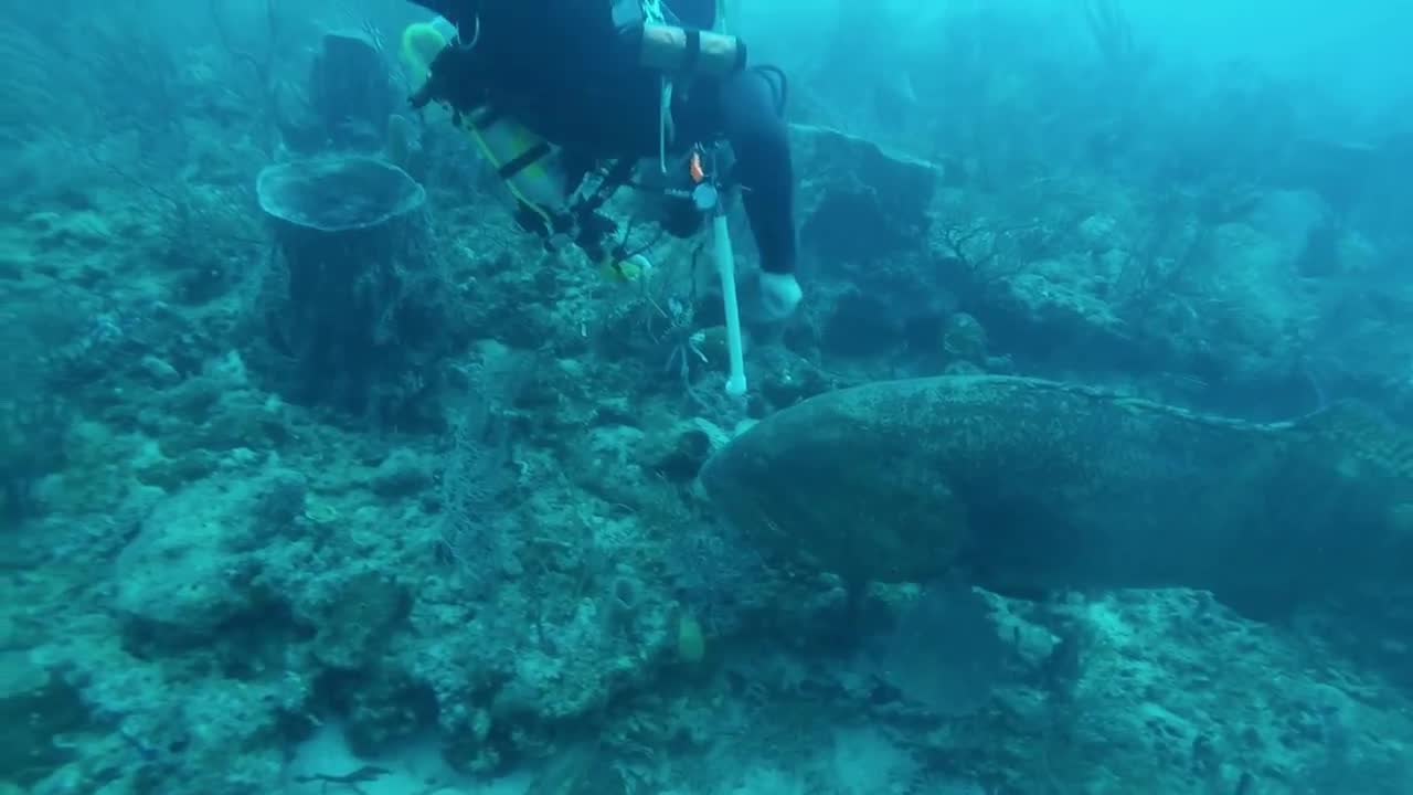 Goliath Grouper helping me take out invasive lionfish