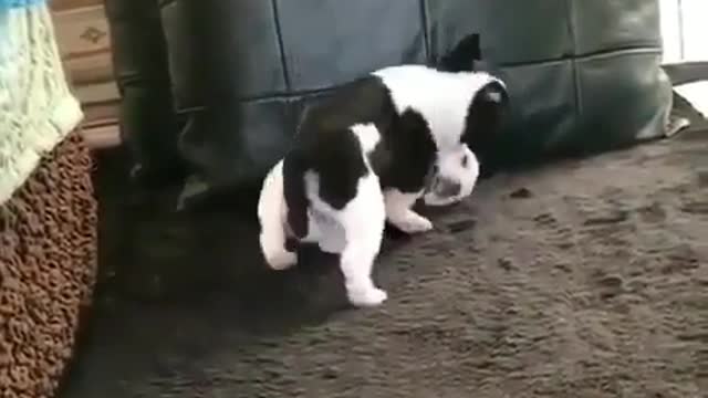 A dog with two young.