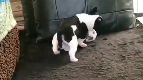 A dog with two young.