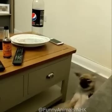 Funny cat and dogs 😂😂