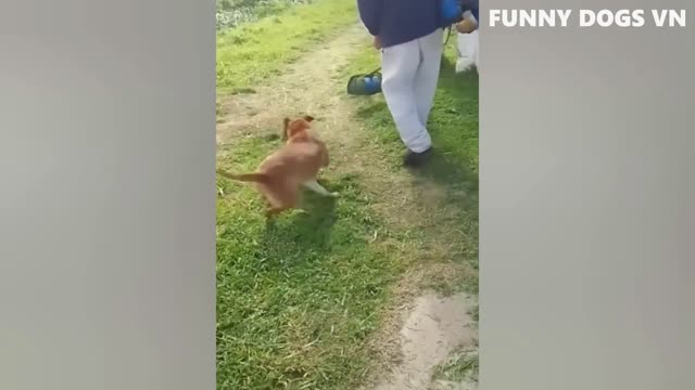 Funniest Animals Video - Funny Dogs And Cats - Try Not To Laugh Animals 2022