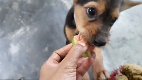 Cute Dog Eat Fruits