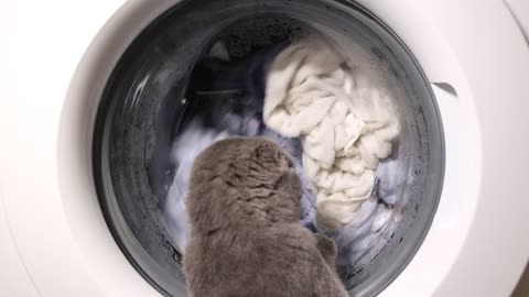 cat are watch washing machin