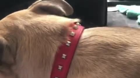 Kitten Bites Giant Dog’s Ear