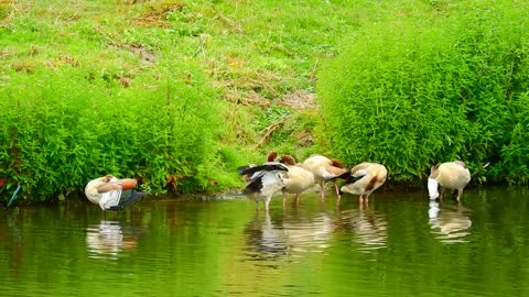 waterfowl Night goose