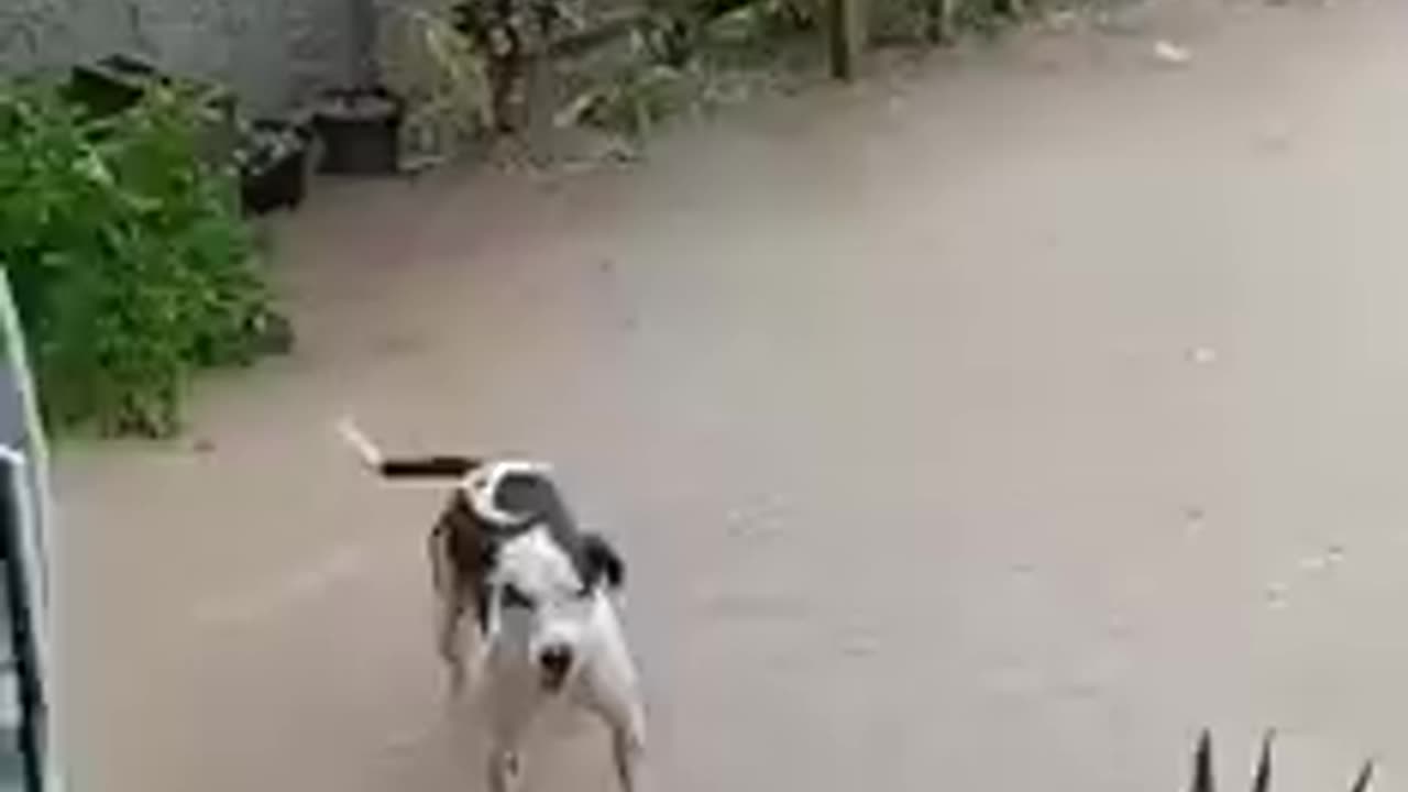 Dog enjoys the rain