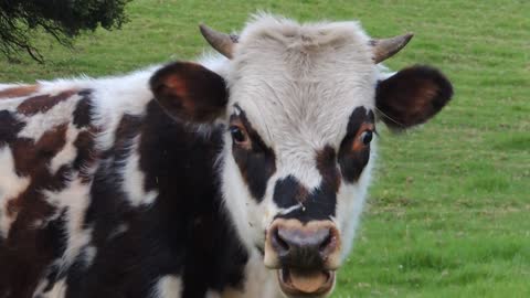 Cows Love Friendship Love Animals Toro Animals