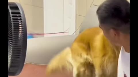 Funny dog