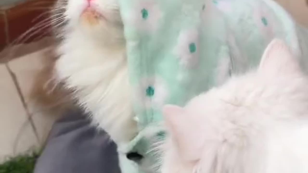 In ancient times cats were worshipped as gods; they have not forgotten this.