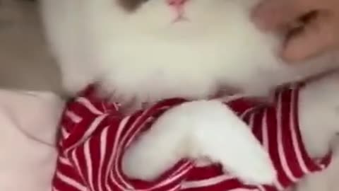 Cool CAT PetLover CatLover