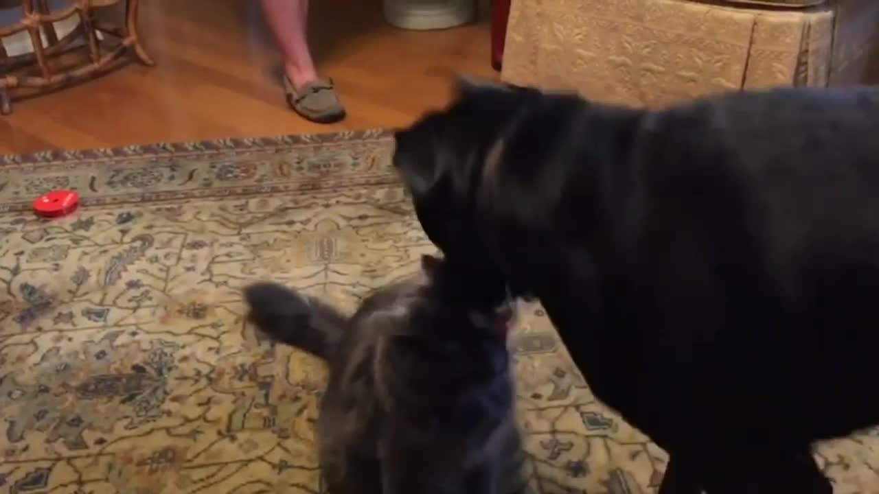 funny cat and dog videos 🤣 part 3# 2022