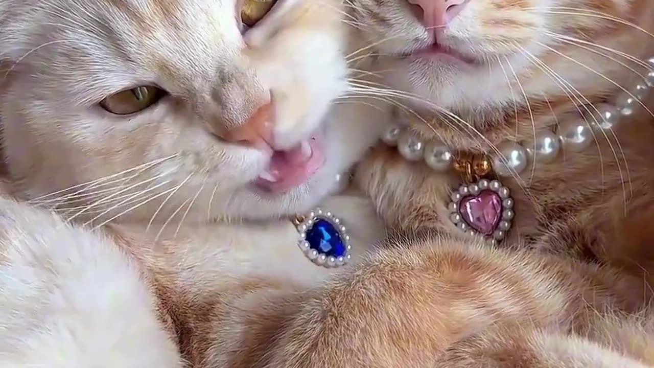 Cute Cats Love 💕💕