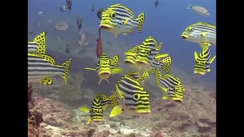 Groupers and Big Fish - Reef Life of the Andaman - Part 10