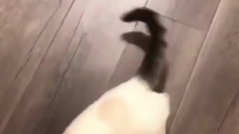 Cute Animals