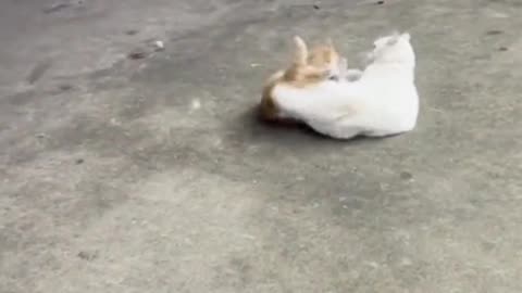 Dangerous cat fight