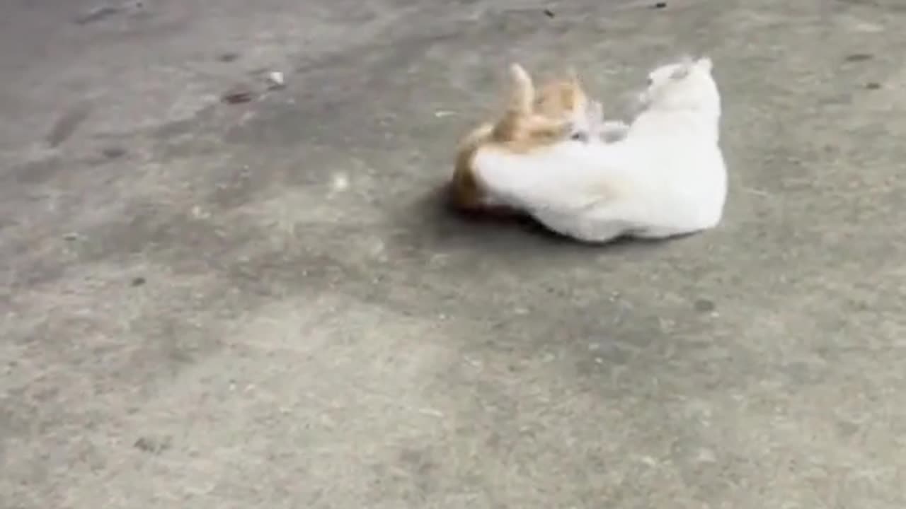 Dangerous cat fight