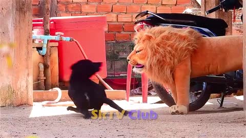 Best Prank Collection Top 15 - Fake Lion Prank Real Dog Super Funny - Try Not To Laugh Challenge