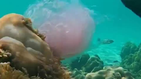 Exploring The Mysterious Depths Of The Deep Sea