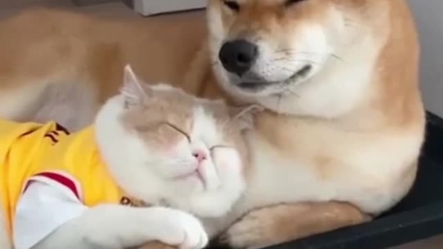 Best Friends Cat and Dog Funny Video