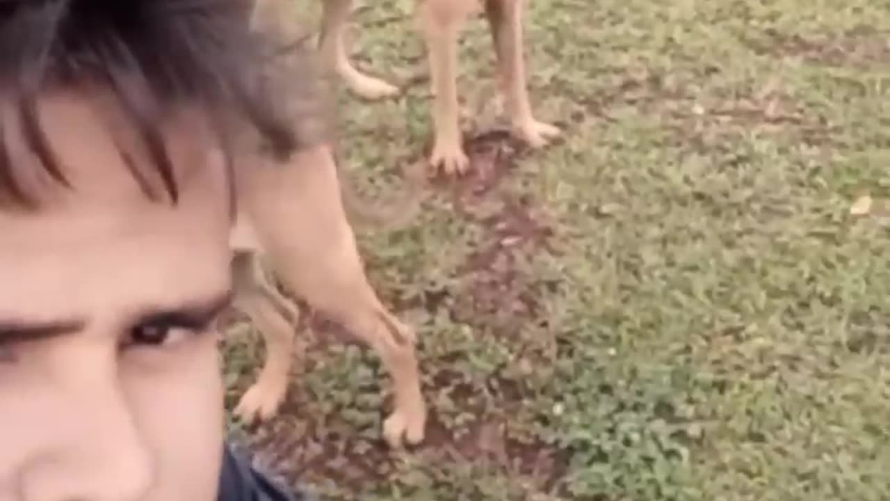 Funny animals video 2023