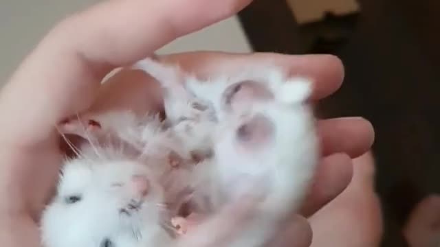 Feedinghamstermedicine,adorablehamster.washinghand