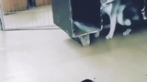 Funny video 😂😂