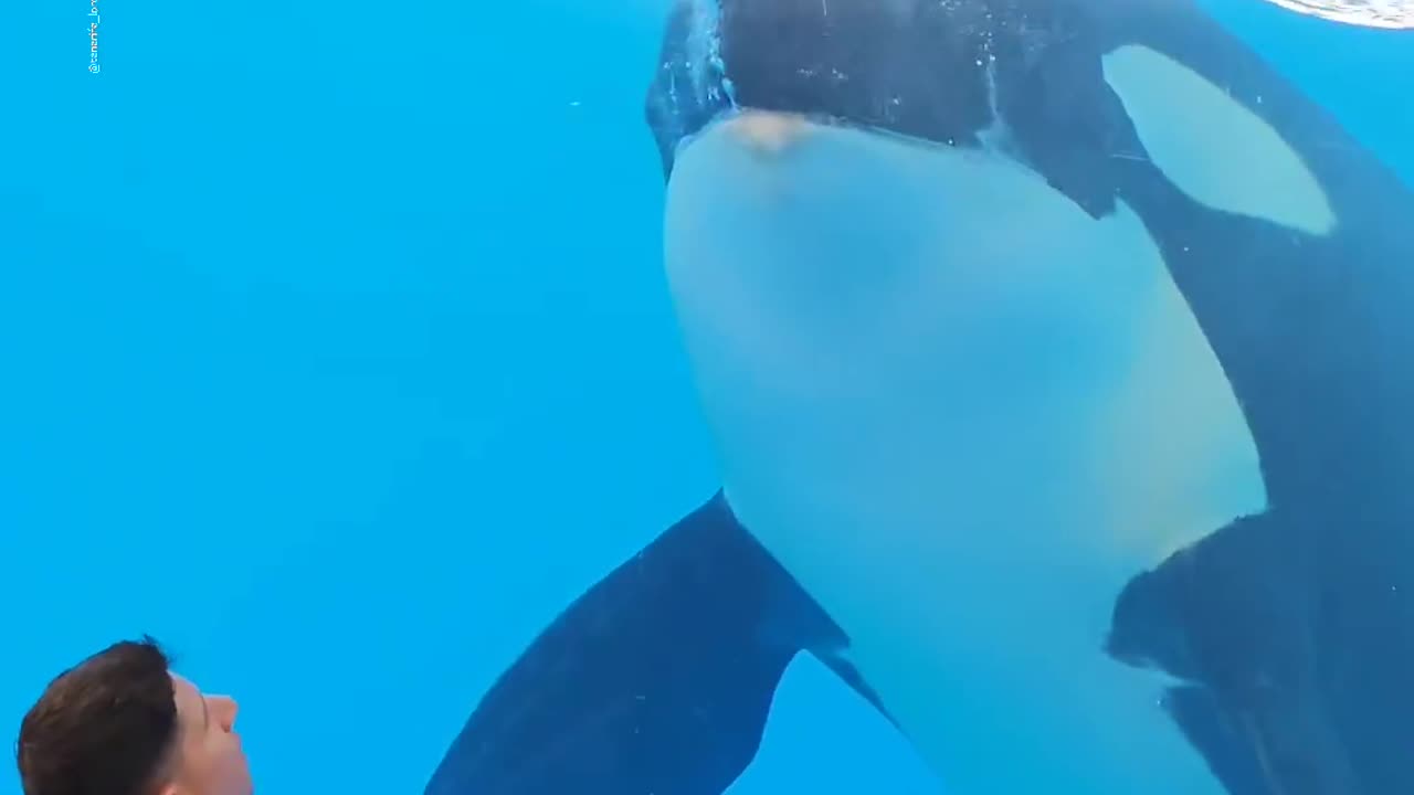 Blue While Be practice in the water pool