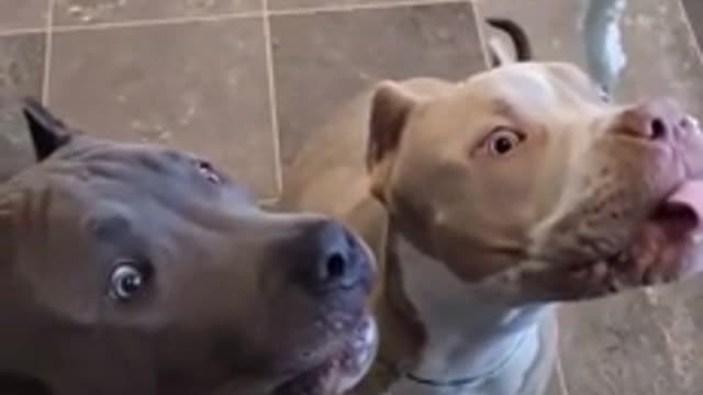 Funny Dog Video Trying to eat Whipped cream HAHAHAHA