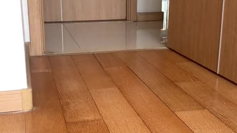 Have barrier free communication with cats and dogs~Do I raise all the best