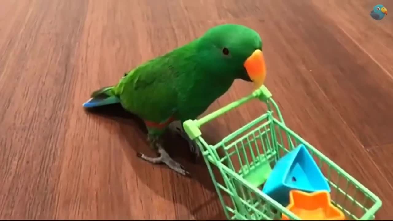 funny parrots