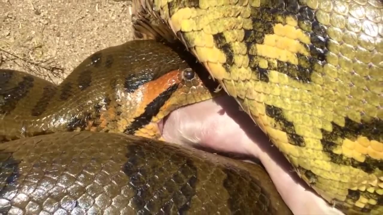 Anaconda Eats Little Pig Anaconda vs Pig Animal planet tv