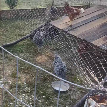 UPDATE ON HENS AND ADDED FEW THINGS TO COOP