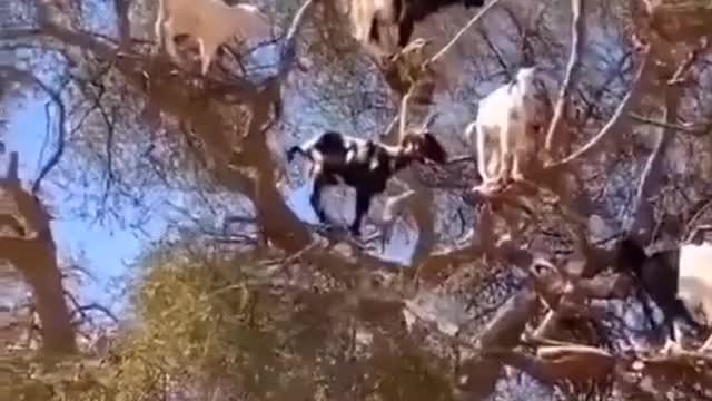 Goat's tree 🐐🐐🐐🐐