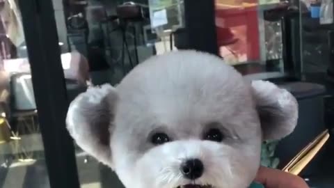 Cute and funny animals