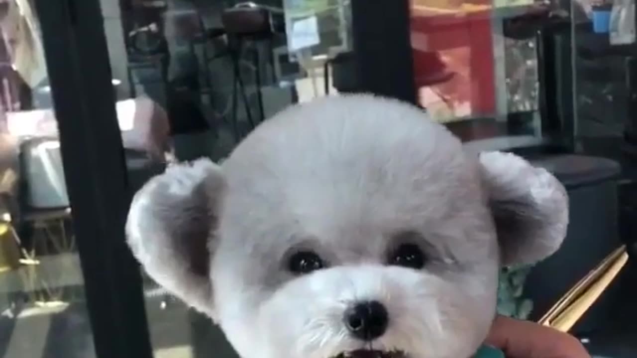 Cute and funny animals