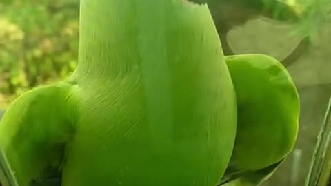 Cute Parrot_ Amazing Parrot Video_ 4k Relax Time