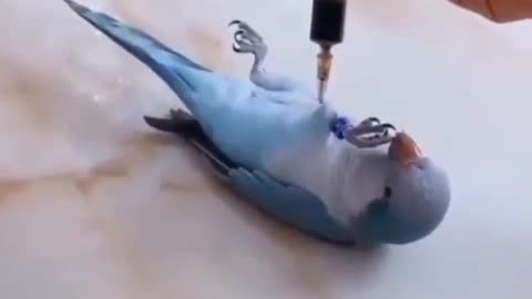 an athlete bird