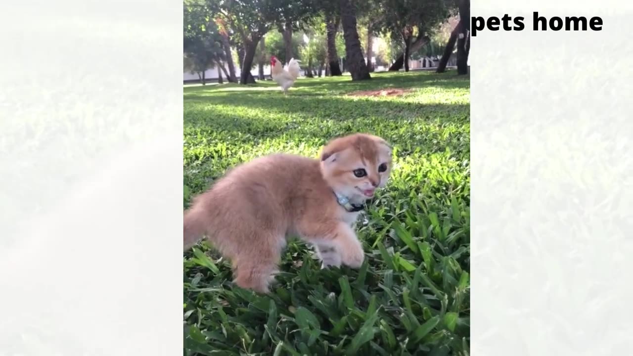 Funny and cute animals episode #4 [ animals playing and doing cute things 😻]