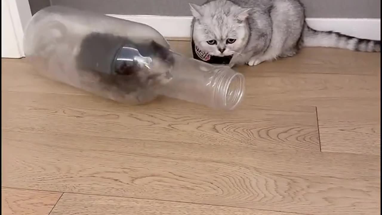 Cat in bottle