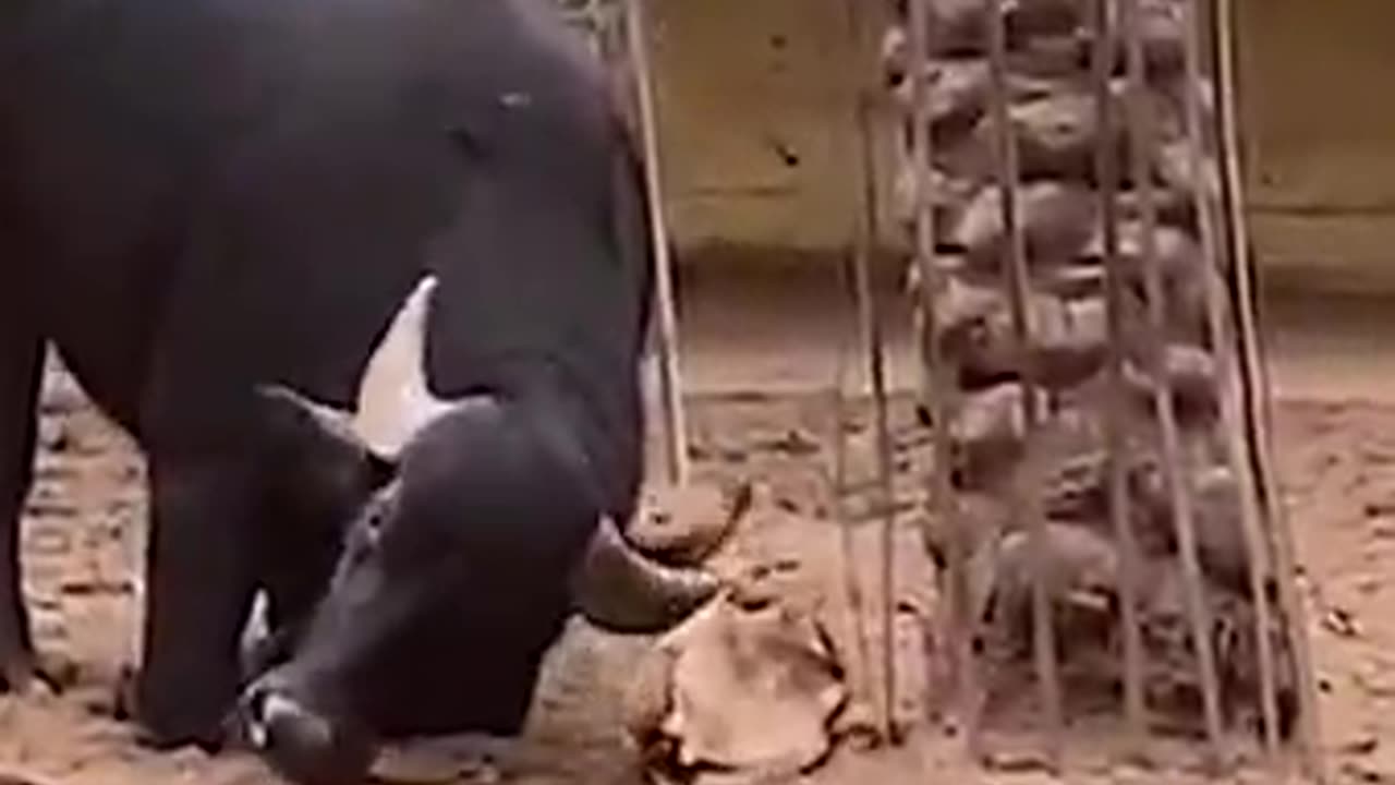 The buffalo helping tortoise to walk...
