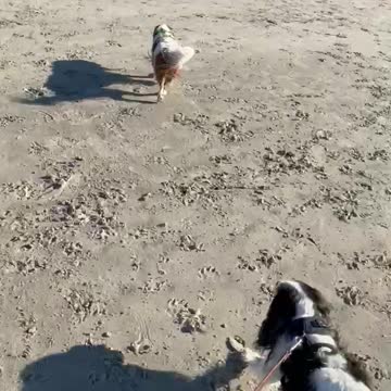 Cavaliers on the Beach…