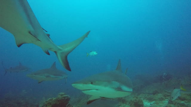 Caribbean Reef Sharks dive