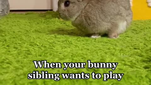 rabbits #bunny #rabbit #bunnytok