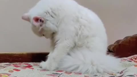 Cute and funny cat video.