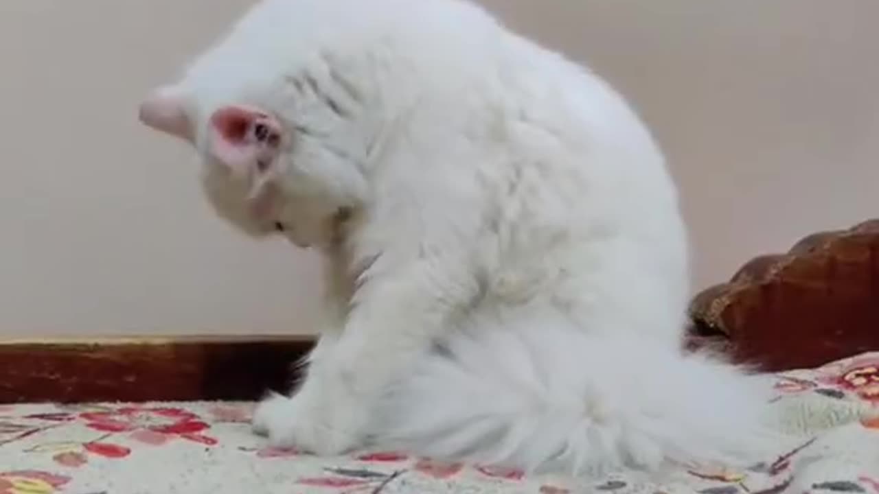 Cute and funny cat video.