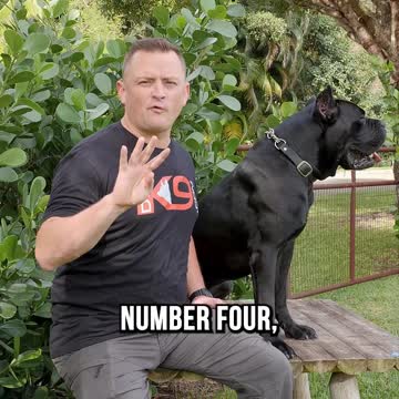 Why You Shouldn’t Get a Cane Corso